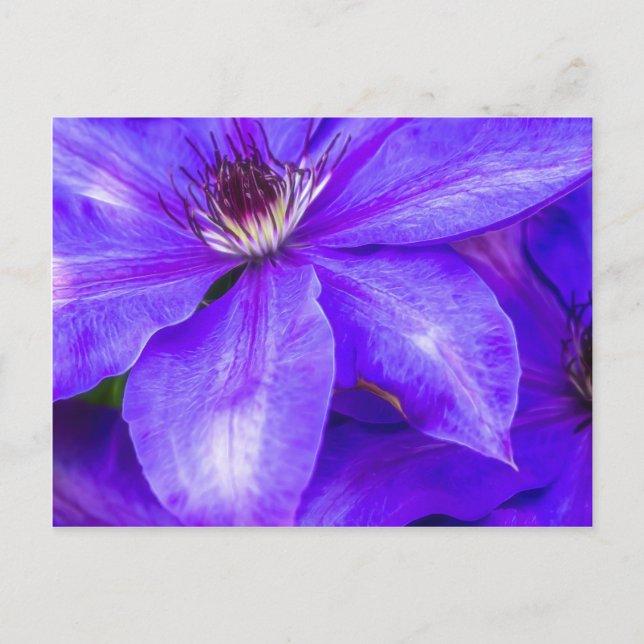 Cartão Postal Purple Clematis (Frente)