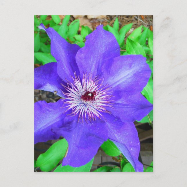 Cartão Postal Purple Clematis Flower (Frente)