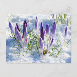 Cartão Postal Purple Crocus Flower in Snow Frost