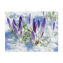 Purple Crocus Flower in Snow Frost