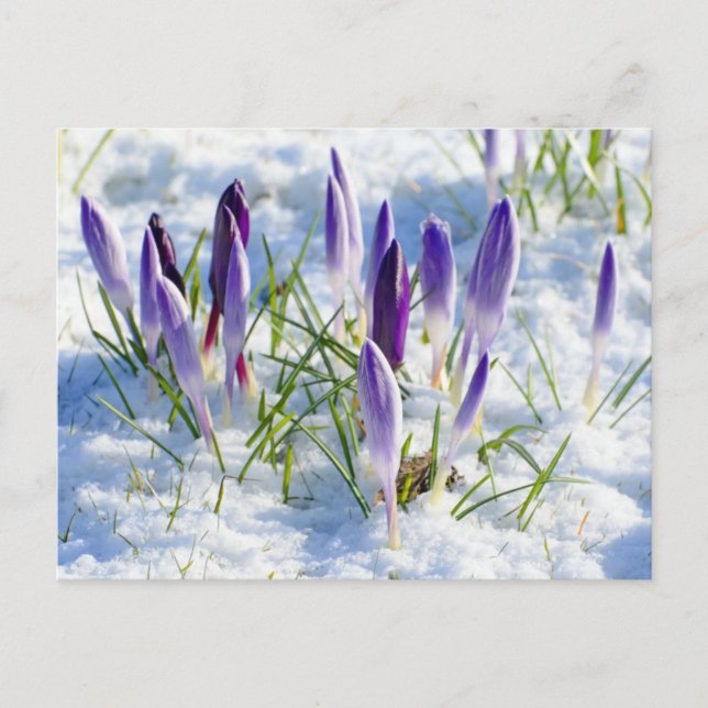 Cartão Postal Purple Crocus Flower in Snow Frost (Frente)