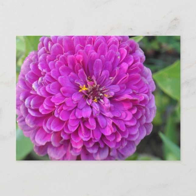 Cartão Postal Purple Dahlia (Frente)