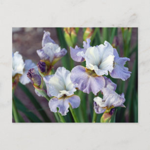 Cartão Postal Purple e White Sprint Iris