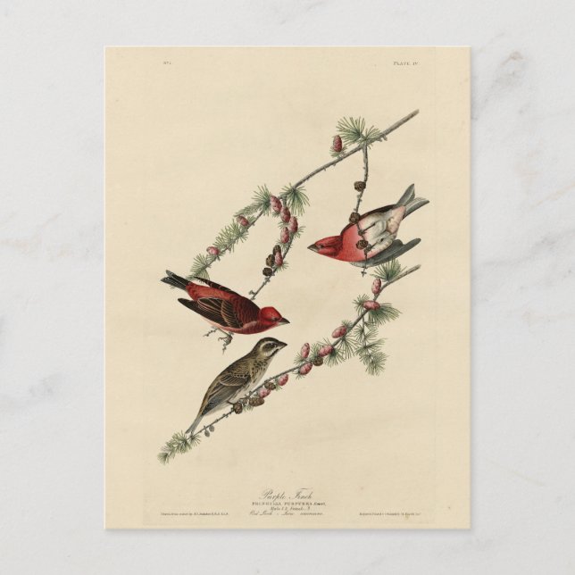 Cartão Postal Purple Finch - John J. Os Pássaros da América de A (Frente)