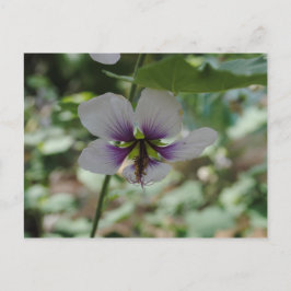Cartão Postal Purple Flower
