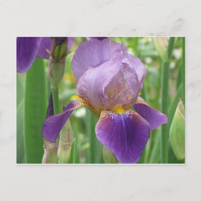 Cartão Postal Purple Iris (Frente)