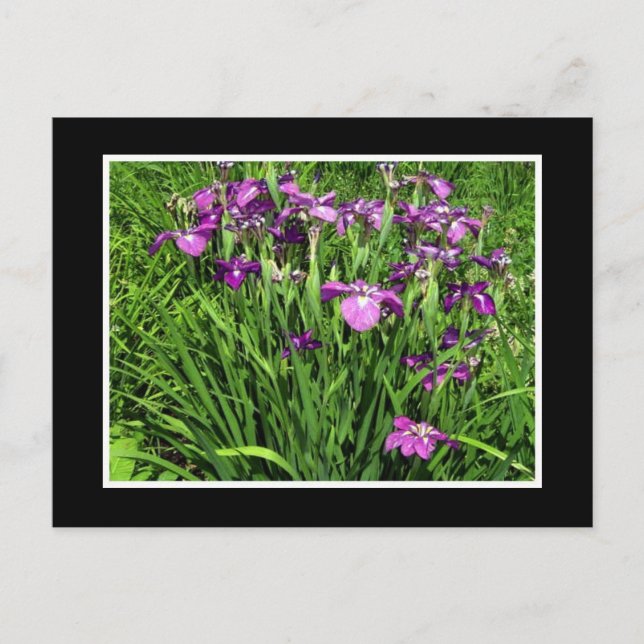 Cartão Postal Purple Iris (Frente)