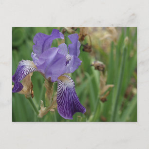Cartão Postal Purple Iris