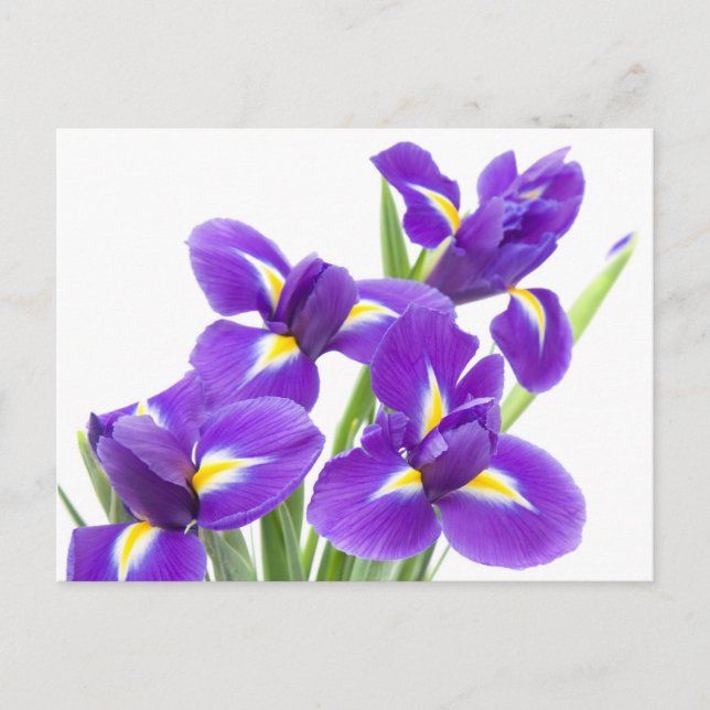 Cartão Postal purple iris flower (Frente)