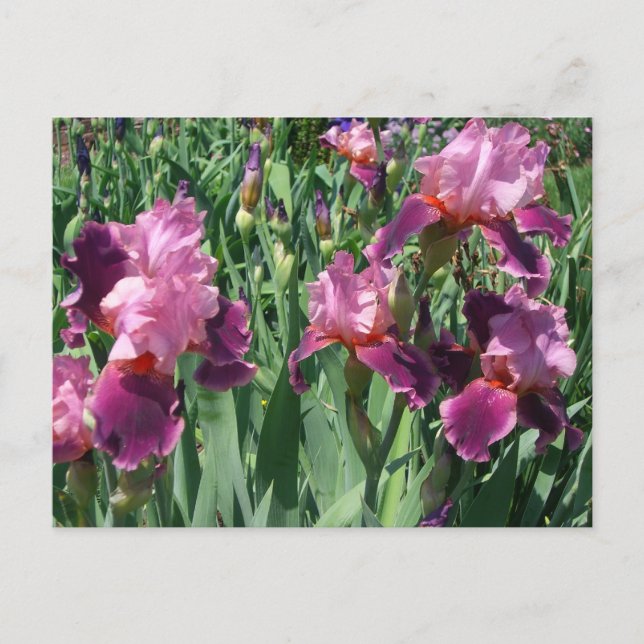 Cartão Postal Purple Irises Primavera Floral (Frente)