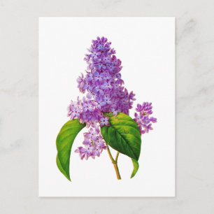 Cartão Postal Purple Lilacs por Pierre-Joseph Redoute