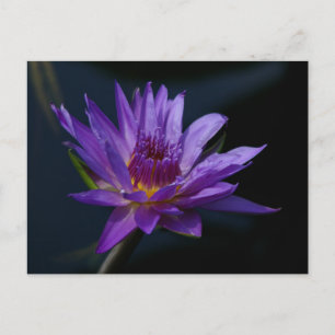 Cartão Postal Purple Lotus Waterlily