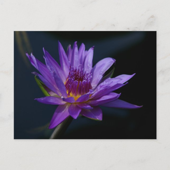 Cartão Postal Purple Lotus Waterlily (Frente)