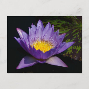 Cartão Postal Purple Lotus Waterlily