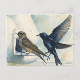 Cartão Postal Purple Martin Landlord Nature Swallow Bird Gourds