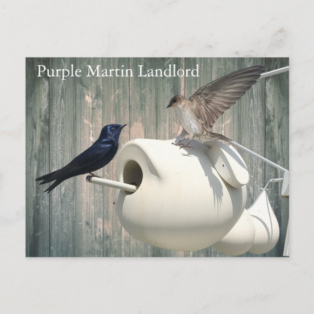 Cartão Postal Purple Martin Landlord Nature Swallow Bird Gourds (Frente)