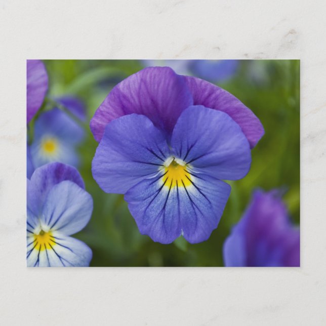 Cartão Postal Purple Pansy (Frente)