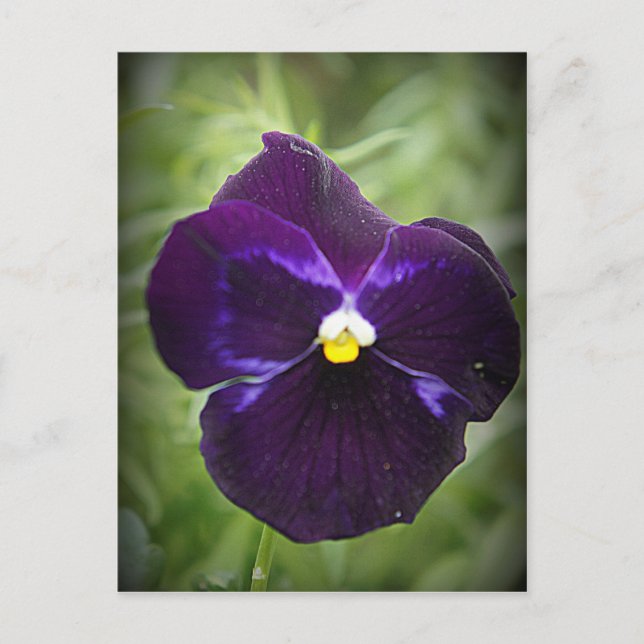 Cartão Postal Purple Pansy (Frente)