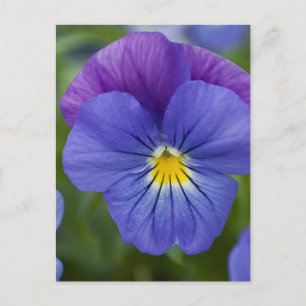 Cartão Postal Purple Pansy