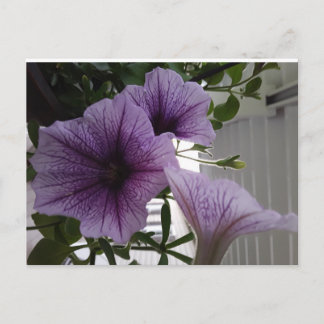 Cartão Postal purple petunias post card