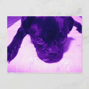 Cartão Postal Purple Pug