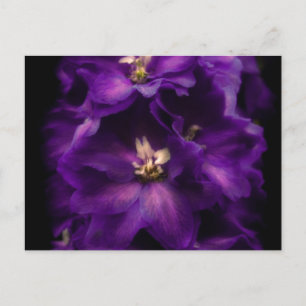 Cartão Postal Purple Vintage Delphinium