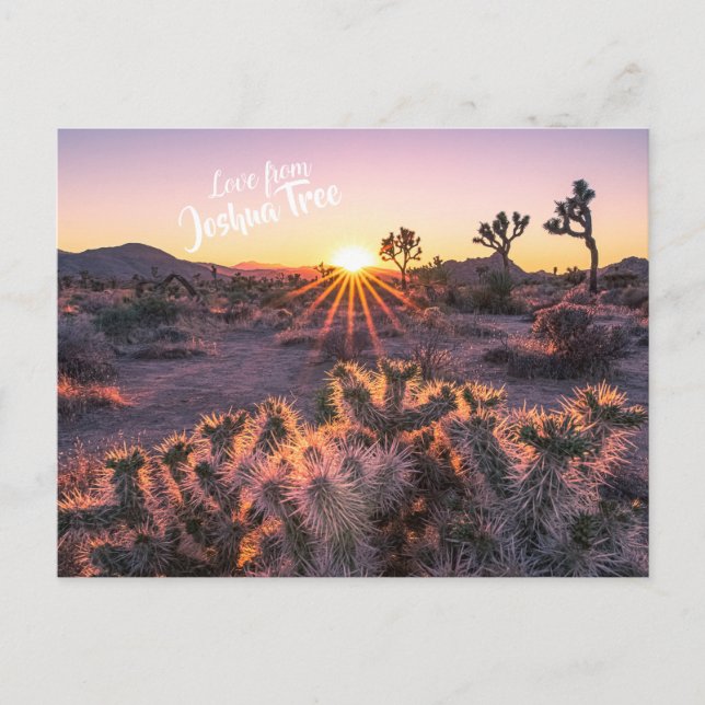 Cartão Postal Púrpura e Laranja Colla Cactus Joshua Tree Sunset (Frente)