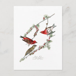 Cartão Postal Púrpura Finch - Aves da América John James Audubon