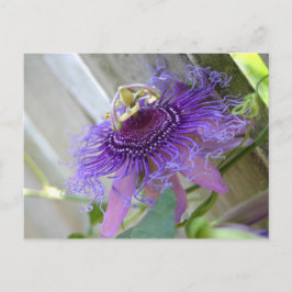 Cartão Postal Púrpura Flor tropical floresce perto