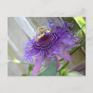 Cartão Postal Púrpura Flor tropical floresce perto
