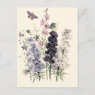 Cartão Postal Púrpura, Flores De Jardim Rosa, Borboleta