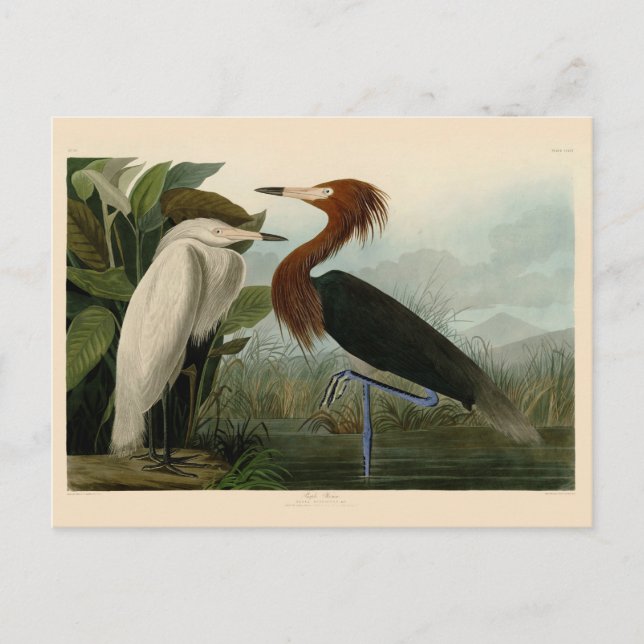 Cartão Postal Púrpura Heron Audubon Bird Willife Painting (Frente)