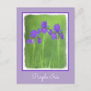 Cartão Postal Púrpura Iris - Arte Flor Original