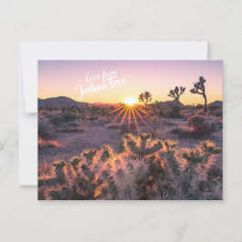 Cartão Postal Púrpura Laranja Cholla Cactus Joshua Tree Sunset