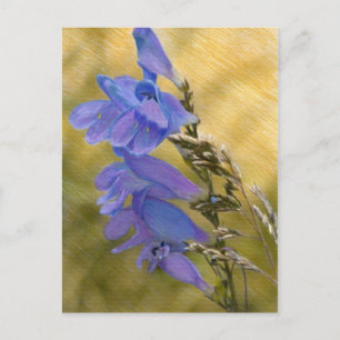 Cartão Postal Púrpura Penstalon Mídia Desenho