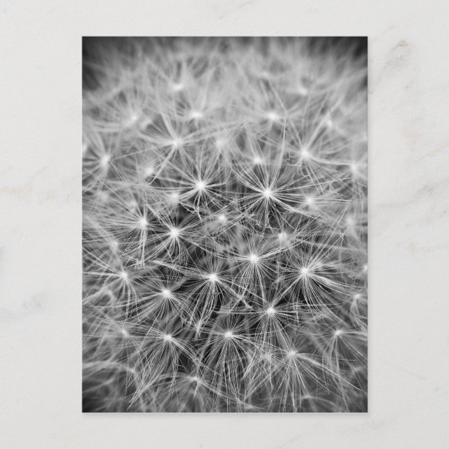 Cartão Postal Pusteblume (Frente)
