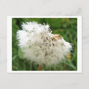 Cartão Postal Pusteblume mit Morgentau