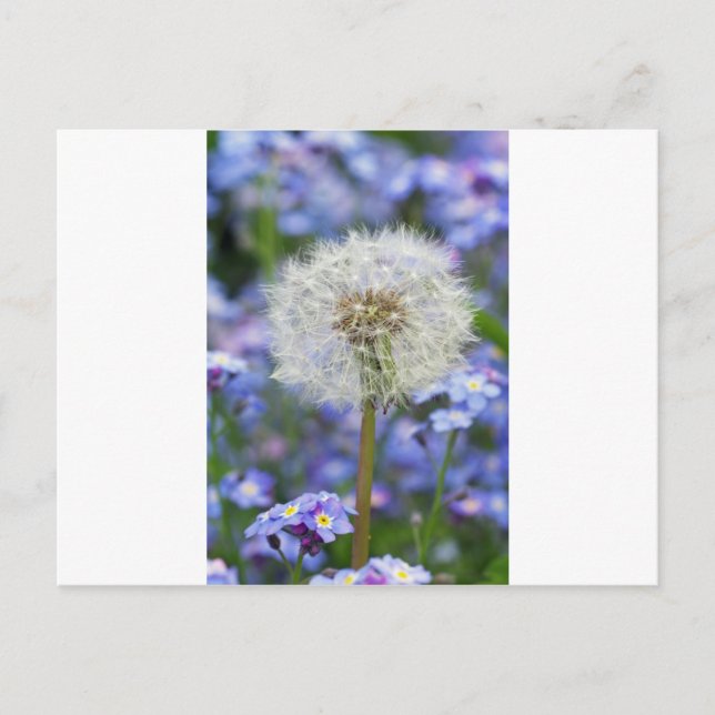 Cartão Postal Pusteblumen Traum in blauen Vergissmeinnichtblüten (Frente)