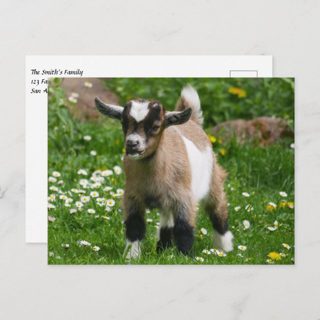 Cartão Postal Pygmy Dwarf Goat Kid em Flores (Frente/Verso)