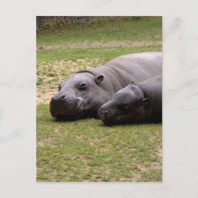 Cartão Postal Pygmy hippos (Frente)
