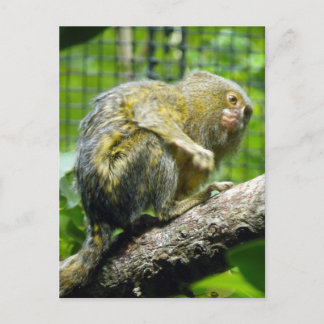 Cartão Postal Pygmy Marmoset