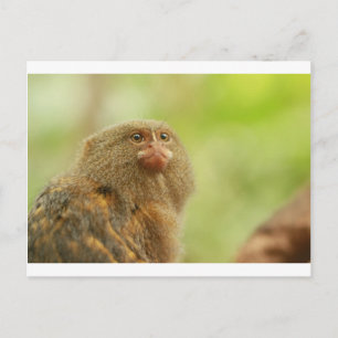 Cartão Postal Pygmy Marmosets