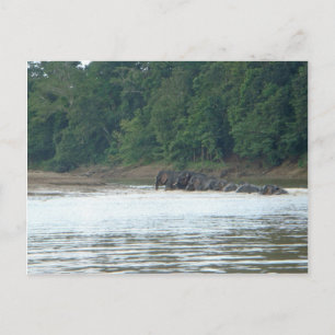 Cartão Postal Pygmy Paddle