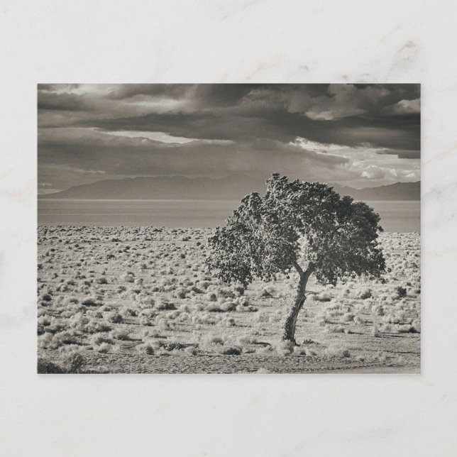 Cartão Postal Pyramid Lake, Nevada (Frente)