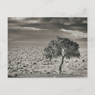 Cartão Postal Pyramid Lake, Nevada