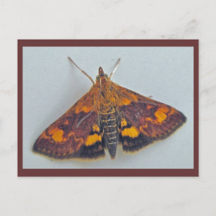 Cartão Postal Pyrausta orphisalis Cartão-postal da mariposa foci