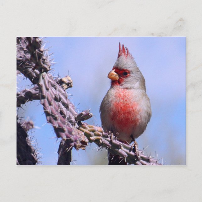 Cartão Postal Pyrrhuloxia Desert Cardinal (Frente)