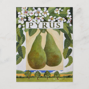Cartão Postal Pyrus