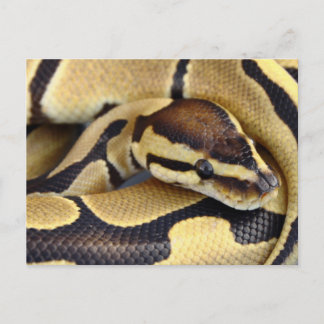 Cartão Postal Python 3 da esfera amarela e preta