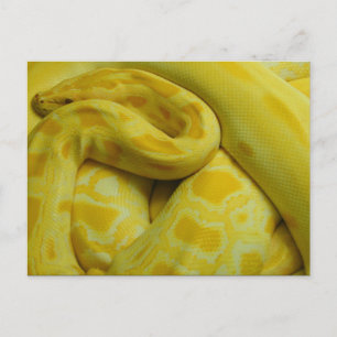Cartão Postal Python Amarelo birmanês